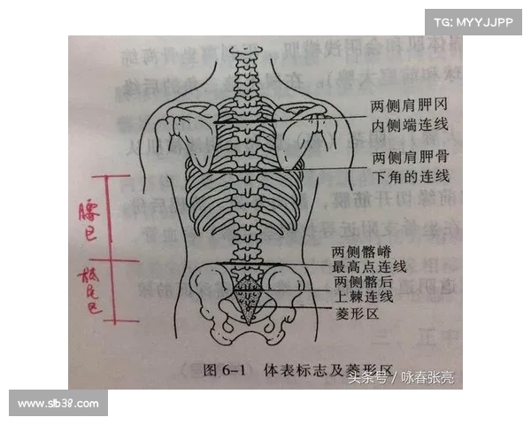 腰部组织在人体健康中的重要性与现代医学研究的进展分析 腰部组织在人体健康中的重要性与现代医学研究的进展分析